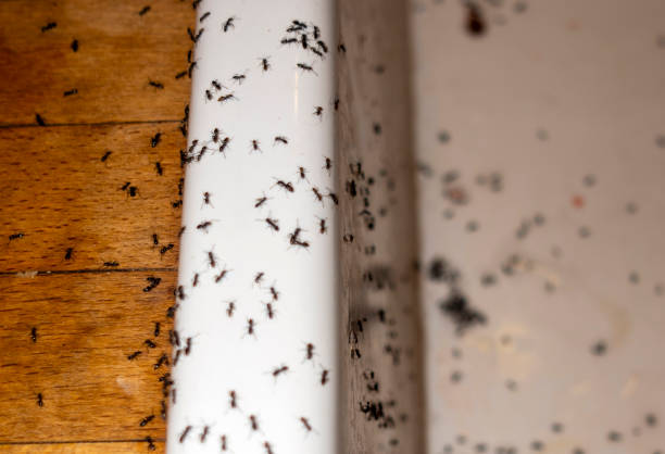 Best Cockroach Control Services  in Barrett, TX