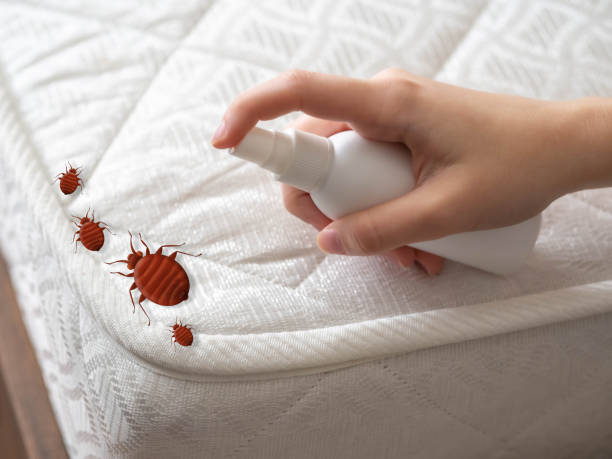 Best Local Pest Control Services  in Barrett, TX